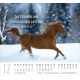 Pferde - Minikalender 2027