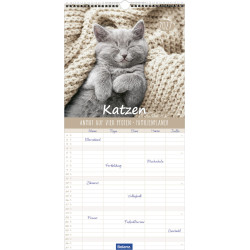 Katzen – Anmut auf vier Pfoten 2027 – Familienplaner