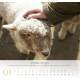 Psalm 23 - Wandkalender 2027