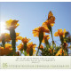 Licht Impressionen 2027 Wandkalender