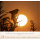 Licht Impressionen 2027 Wandkalender