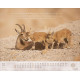 Israel Shalom - Wandkalender 2027